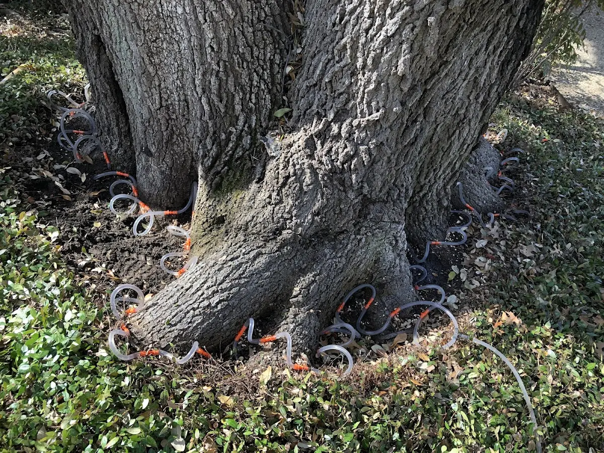 Detailed Tree Cabling and Bracing job site in Beaverdam